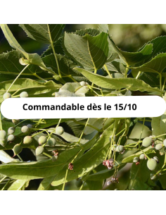 Tilleul à petites feuilles - Tilia Cordata