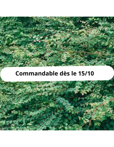 Symphorine de Chenault Hancock - Symphoricarpos Chenaultii Hancock