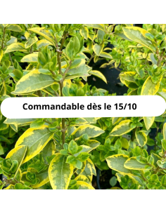 Troëne doré de Californie - Ligustrum Ovalifolium Aureum