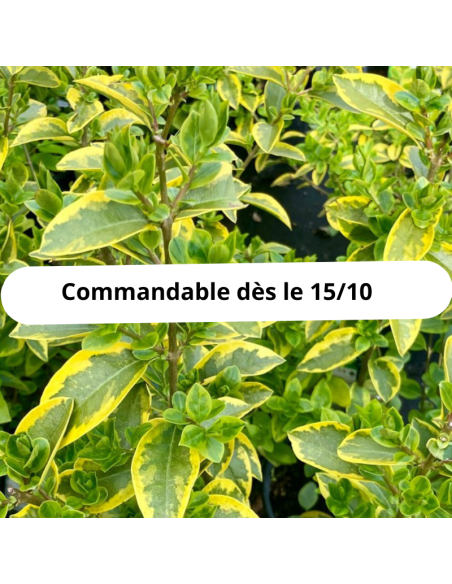 Troëne doré de Californie - Ligustrum Ovalifolium Aureum