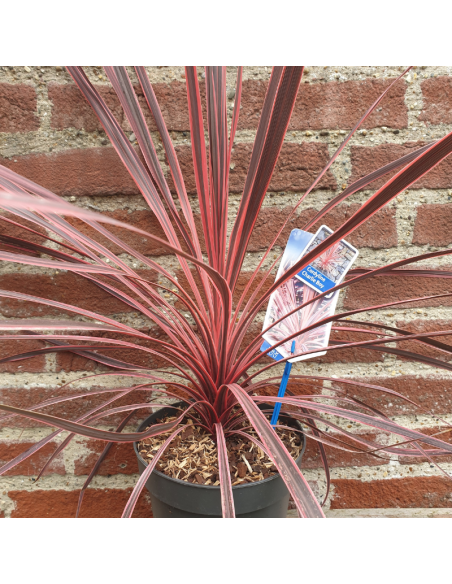 Cordyline Australis Charlie Boy