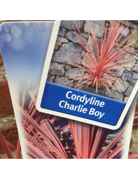 Cordyline Australis Charlie Boy