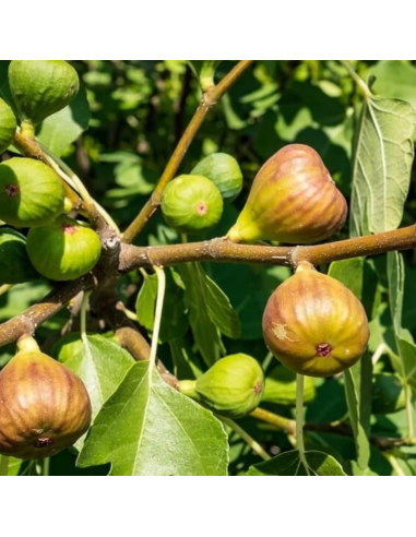 Figuier Terza