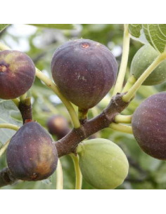 Figuier Violette d'Argenteuil