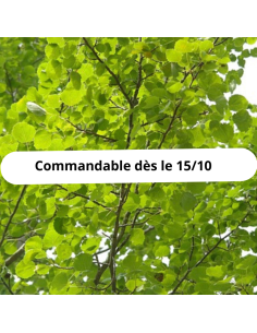 Peuplier noir d'Italie - Populus Nigra Italica