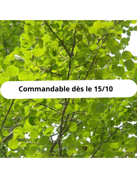 Peuplier noir d'Italie - Populus Nigra Italica
