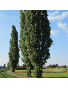 Peuplier noir d'Italie - Populus Nigra Italica 2