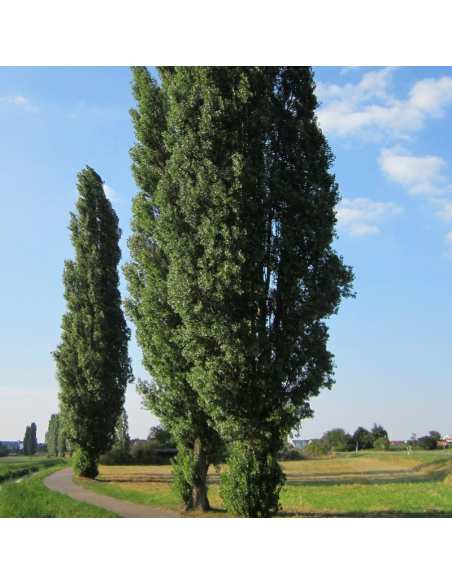 Peuplier noir d'Italie - Populus Nigra Italica