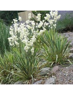 Yucca filamenteux
