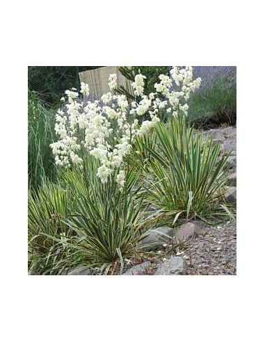 Yucca filamenteux