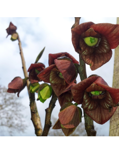 Asiminier Pennsylvania Golden - Asimina Triloba