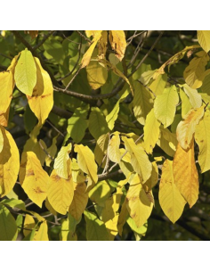 Asiminier Sweet Alice - Asimina Triloba 2