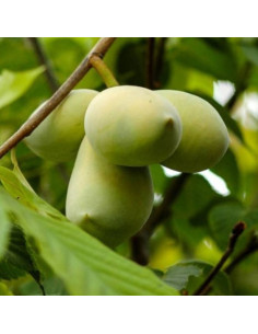 Asiminier Sweet Alice - Asimina Triloba