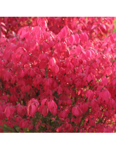 Fusain ailé - Euonymus Alatus