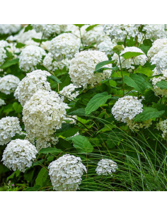 Hortensia Annabelle - Hydrangea Arborescens Annabelle
