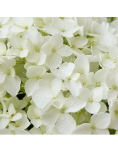 Hortensia Annabelle - Hydrangea Arborescens Annabelle 2