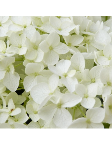 Hortensia Annabelle - Hydrangea Arborescens...