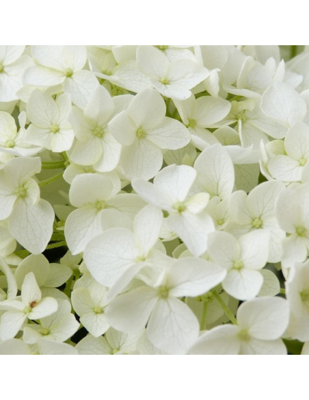 Hortensia Annabelle - Hydrangea Arborescens Annabelle
