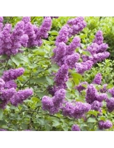 Lilas commun