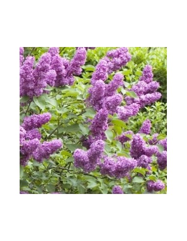 Lilas commun