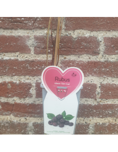 Framboisier Hybride Glen Coe - Rubus Neglectus 2