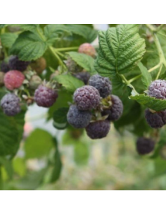 Framboisier Hybride Glen Coe - Rubus Neglectus
