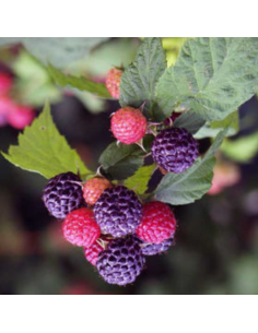 Framboisier Black Jewel - Rubus Occidentalis