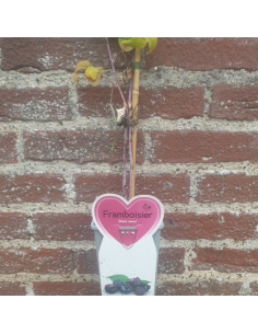 Framboisier Black Jewel - Rubus Occidentalis 2