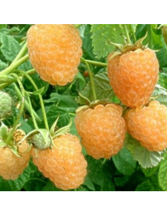 Framboisier Golden Everest - Rubus Idaeus