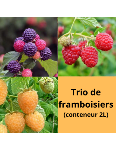 Promo - Pack 3 framboisiers 3 couleurs