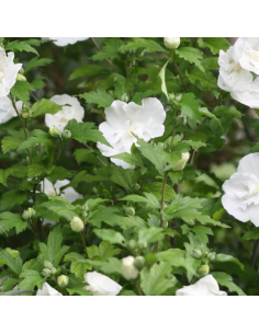 Hibiscus White Chiffon