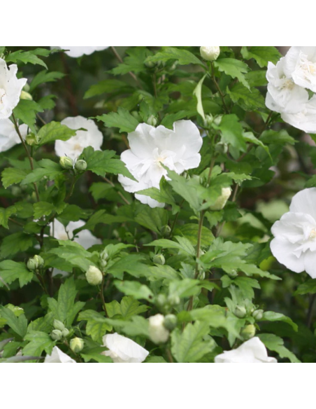 Hibiscus White Chiffon