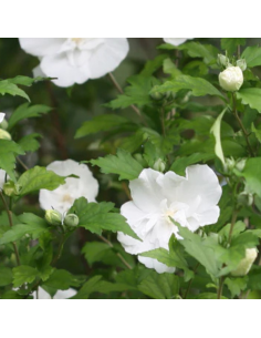 Hibiscus White Chiffon 2