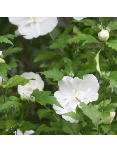 Hibiscus White Chiffon