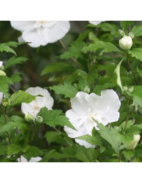 Hibiscus White Chiffon
