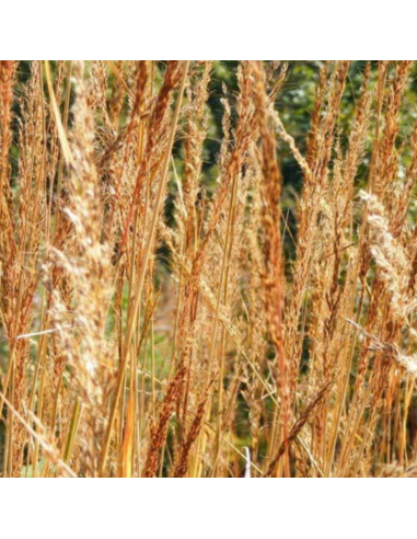 Herbe des indiens - Faux Sorgho - Sorghastrum...