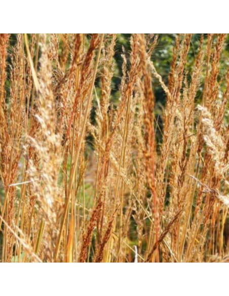 Herbe des indiens - Faux Sorgho - Sorghastrum Nutans