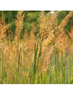 Herbe des indiens - Faux Sorgho - Sorghastrum Nutans 2