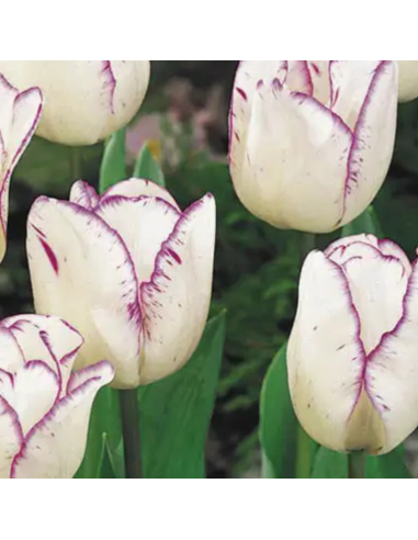 Tulipe Triomphe Shirley
