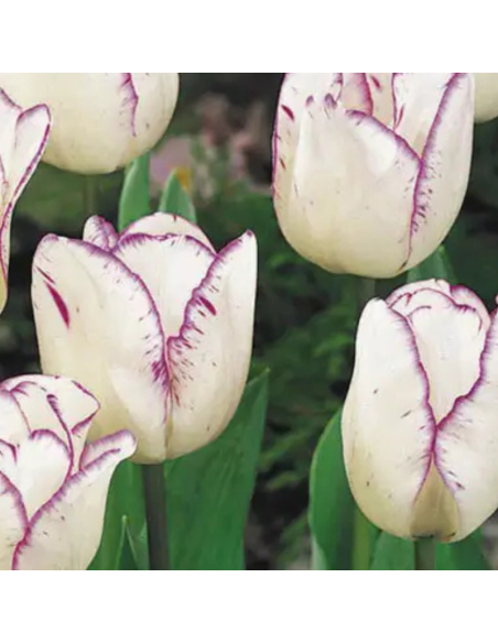 Tulipe Triomphe Shirley