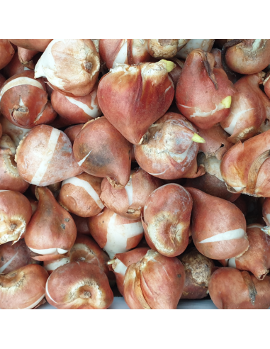 Tulipe Triomphe Shirley