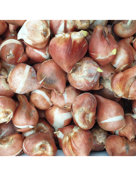 Tulipe Triomphe Shirley