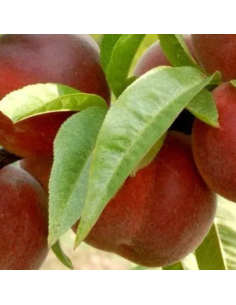 Pêcher Reine des vergers - Prunus Persica