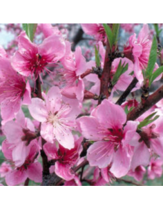 Pêcher Reine des vergers - Prunus Persica 2