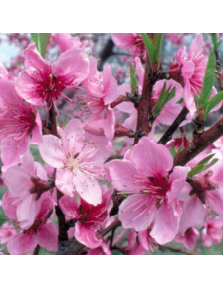 Pêcher Reine des vergers - Prunus Persica
