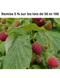 Framboisier Heritage - Racines nues