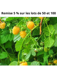 Framboisier jaune Fallgold - Racines nues