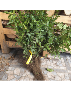 Mahonia à feuilles de houx - Mahonia Aquifolium
