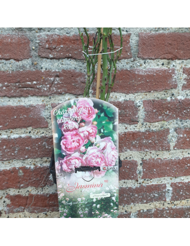 Rosier grimpant Jasmina