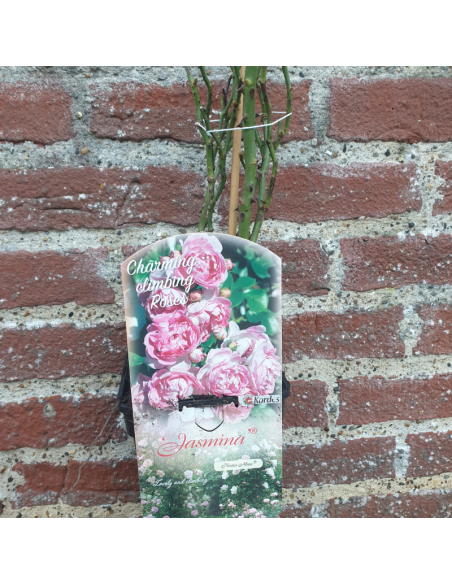 Rosier grimpant Jasmina